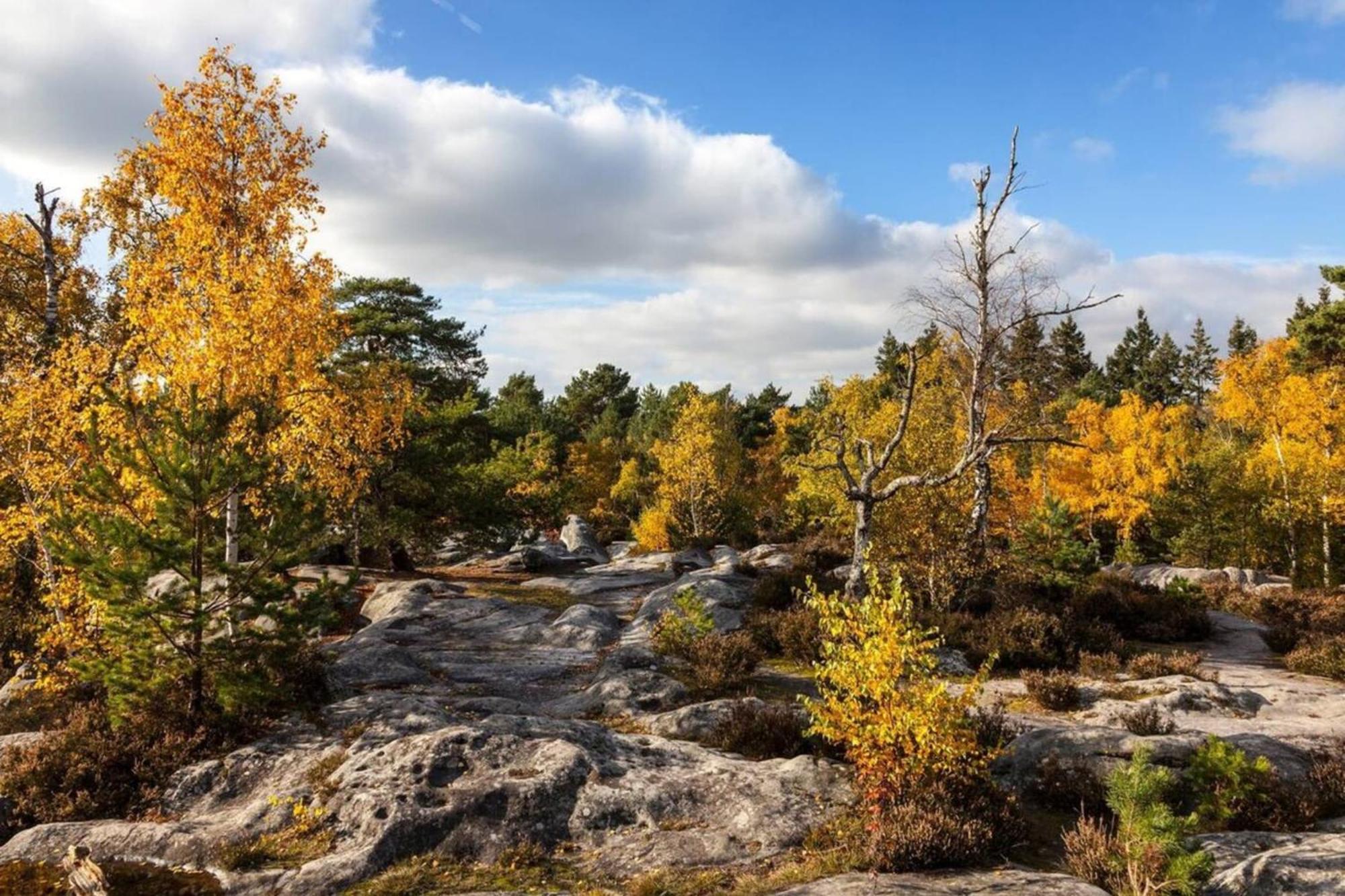 Vue Chateau Fontainebleau - Chez Lydia Eksteriør billede